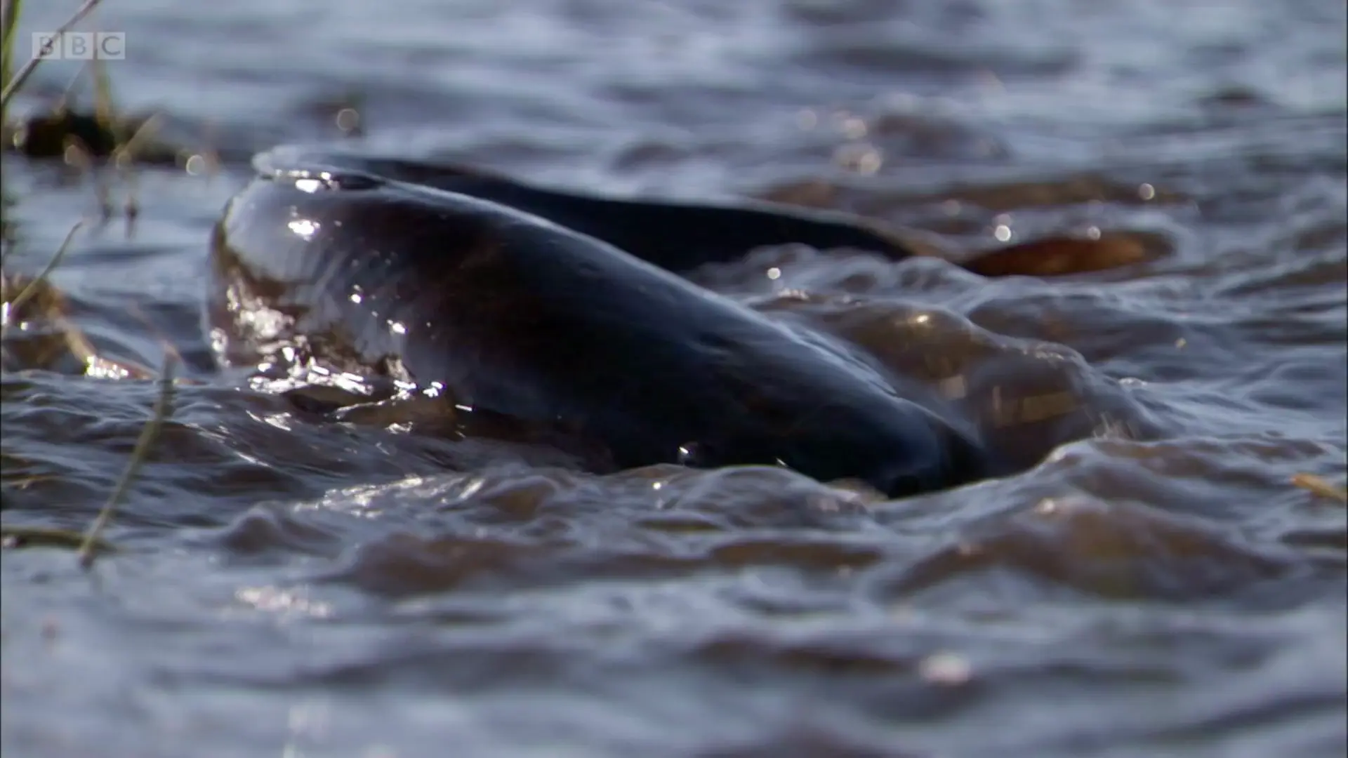 Catfish sp. () as shown in Planet Earth - From Pole to Pole